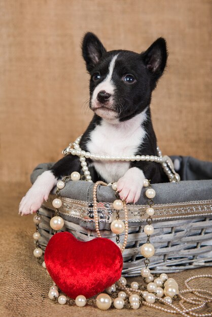 Grappige rode basenji puppy hondje zit in een houten mand met rood hart, wenskaart valentijnsdag