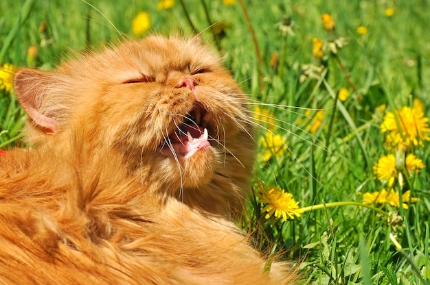 Grappige rode Perzische kat en paardebloemen buiten op groen gras