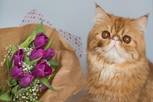 Grappige rode Perzische kat met een boeket van heldere paarse tulpen wenskaart