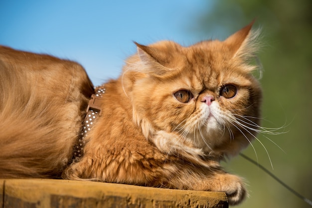 Grappige rode Perzische kat met een riem die op het strand loopt