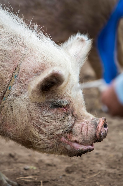 Grappige roze varkenskop wentelen in de modder Ecuador