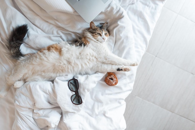 grappige rustende kat ligt op het bed met een laptop, donut en zonnebril en kijkt in de camera, bovenaanzicht. Het huisdier maakt zich klaar voor vakantie. Ontspan en weekendconcept