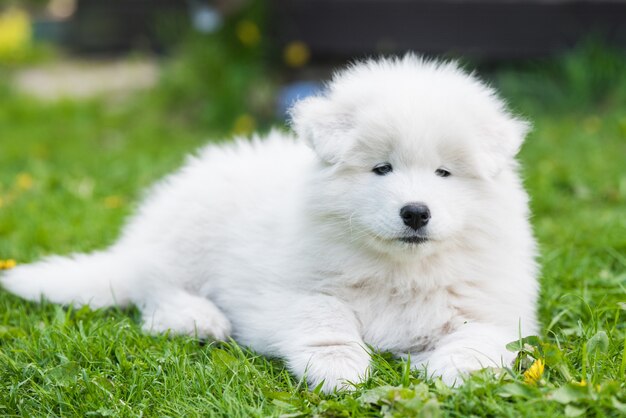 Grappige Samojeed puppy op het groene gras