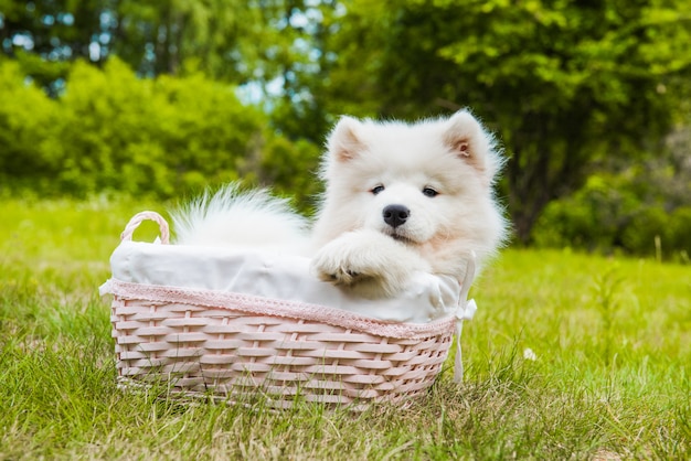 Grappige Samojeed-puppyhond in de mand op het groene gras