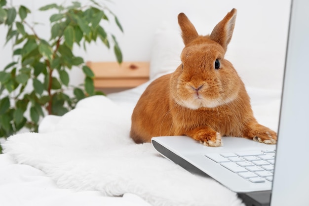 Grappige schattig decoratief konijn konijn liggend op bed in wit modern interieur met laptop, camera kijken. slim schattig huisdier, huisdier dat zich als mensen gedraagt.