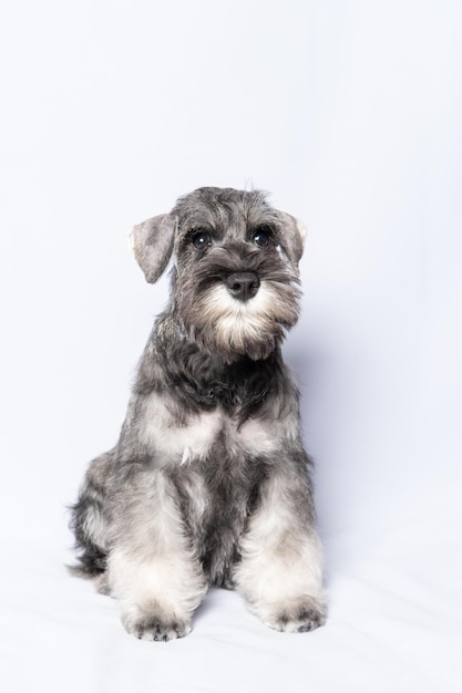 Grappige schattige dwergschnauzer puppy hond portret whitegray schnauzer hond zit op een witte achtergrond