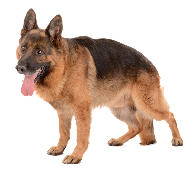 Grappige schattige hond geïsoleerd op wit