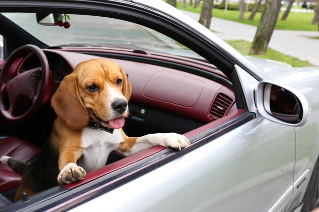 Grappige schattige hond in auto