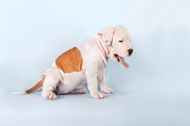 Grappige schattige puppy Amerikaanse Staffordshireterriër