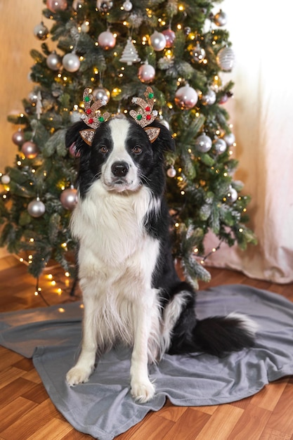 Grappige schattige puppy hond border collie dragen kerst kostuum herten hoorns hoed in de buurt van kerstboom thuis binnenshuis achtergrond voorbereiding voor vakantie happy merry christmas concept