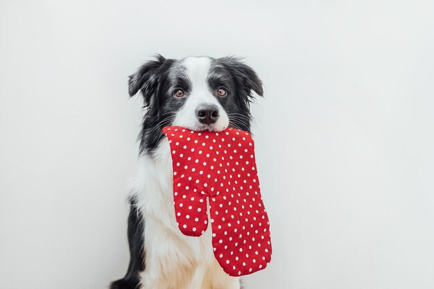 Grappige schattige puppy hond border collie keuken pannenlap, ovenwant in mond geïsoleerd op een witte achtergrond te houden. Chef-kok hond koken diner. Zelfgemaakt eten, restaurant menu concept. Kookproces.