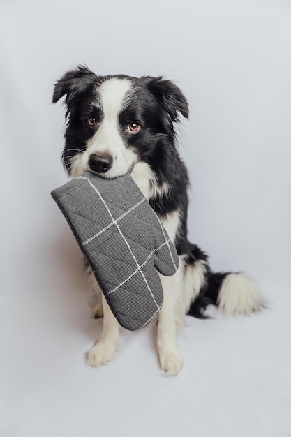 Grappige schattige puppy hond border collie keuken pannenlap ovenwant in mond geïsoleerd op witte achtergrond Chef-kok hond koken diner zelfgemaakt eten restaurant menu concept kookproces