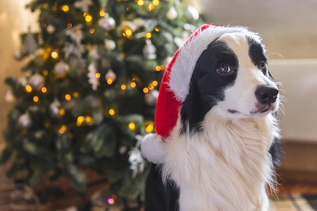 Grappige schattige puppy hond border collie met kerstkostuum rode kerstman hoed in de buurt van de kerstboom