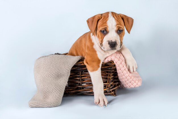 Grappige schattige puppy zitten in de mand