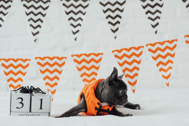 Grappige schattige schattige blauwe Franse bulldog puppy in oranje jas poseren op bed tijdens Halloween vakantie