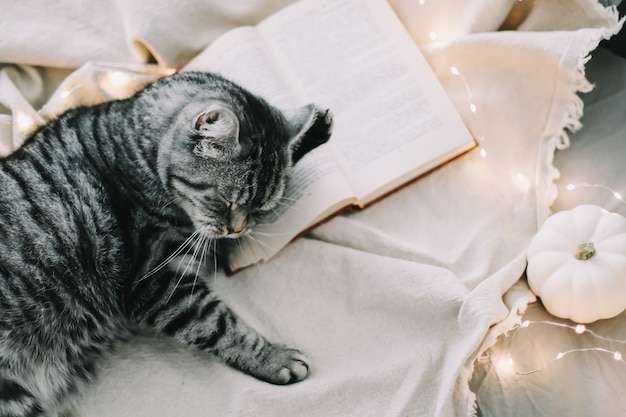 grappige Schotse rechte kat liggend op de deken in een gezellig bed thuis