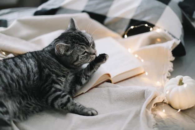 grappige Schotse rechte kat liggend op de deken in een gezellig bed thuis