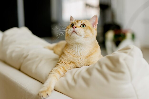 Grappige Scottish Fold kat met mooie grote ogen