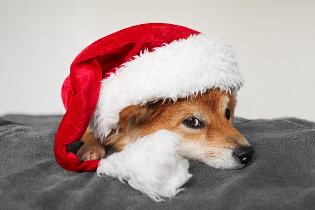 Foto grappige shiba inu hond ligt in een santa claus hoed hond op een witte achtergrond