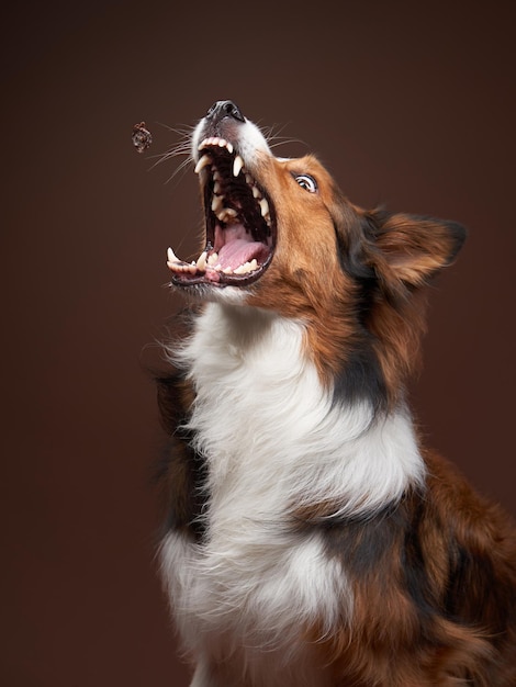 Grappige snuit border collie op bruine achtergrond koele hond in studio