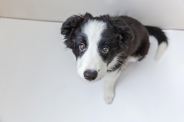 Grappige studio portret van schattige smilling puppy hondje border collie geïsoleerd op een witte achtergrond. Nieuw lief lid van de familie kleine hond staren en wachten op beloning. Dierenverzorging en dierenconcept