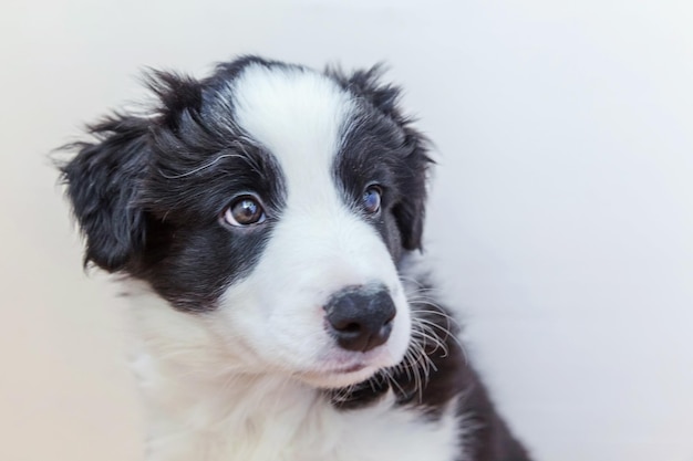 Grappige studio portret van schattige smilling puppy hondje border collie op witte achtergrond