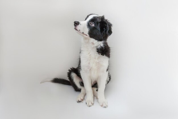 Grappige studio portret van schattige smilling puppy hondje border collie op witte achtergrond