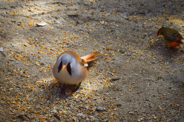 Grappige vogel in het park.