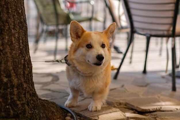 Grappige vriendelijke mooie Welsh Corgi Pembroke liggend op de vloer en poseren voor de camera