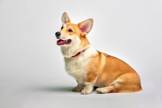 Grappige Welse Corgi-pembroke in studio voor een wit