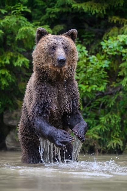 Grappige wilde volwassen bruine beer (Ursus Arctos) staande op zijn achterpoten in het water. Gevaarlijk dier in de natuur. Wildlife scène