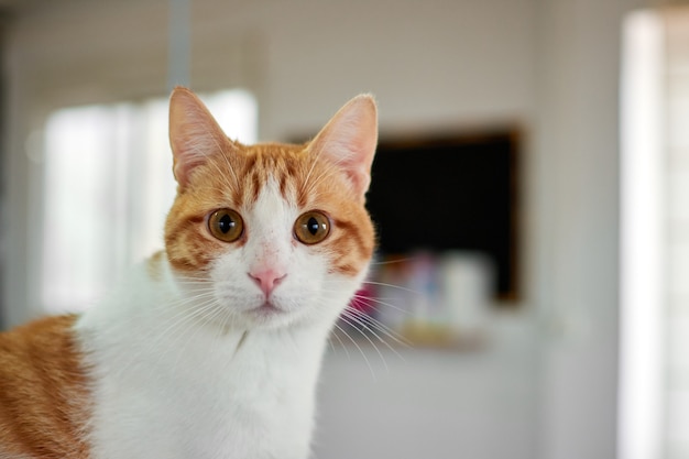 Grappige witte en oranje kat met grote verbaasde ogen