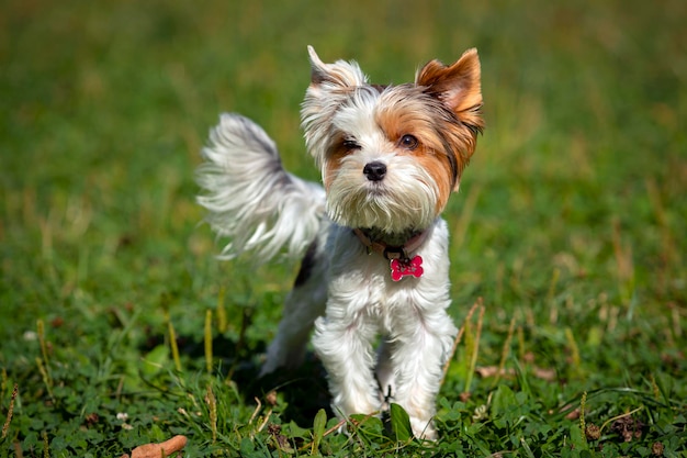 Grappige yorkshire terrier close-up op een achtergrond van gras..