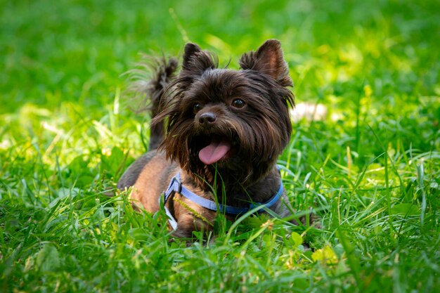 Grappige Yorkshire terrier van chocolade kleur speelt op het gras...