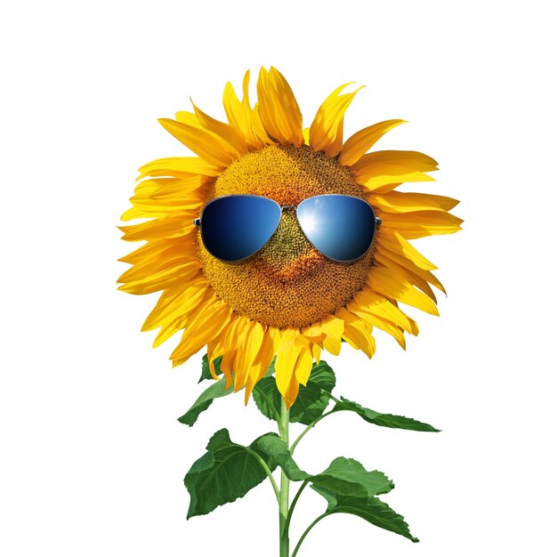 Grappige zonnebloem met zonnebril op een witte achtergrond