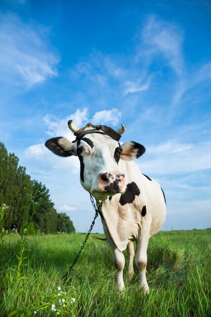 Grappige zwart-witte kleurenmelkkoe op een weiland met vers groen gras