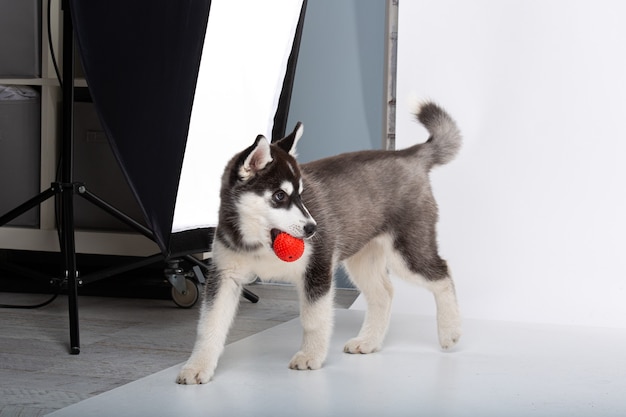 Grappige zwart-witte wol puppy rasechte husky teefje op witte geïsoleerde achtergrond in de studio. lachend gezicht van binnenlandse raszuivere hond met puntige oren. schattige kleine hond met bont als woolf, poseren.