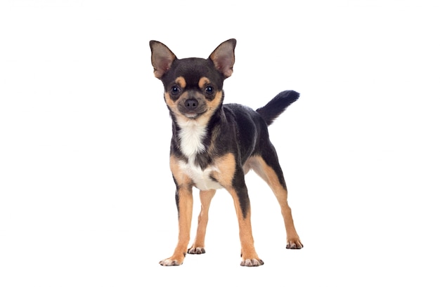 Grappige zwarte Chihuahua met grote oren