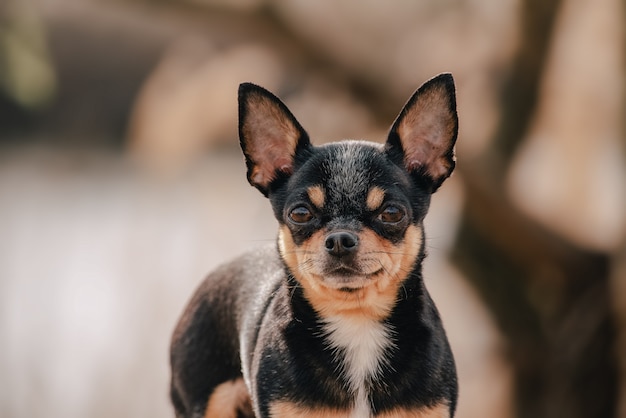 Grappige zwarte chihuahua. Zwarte Chihuahua met bruin.