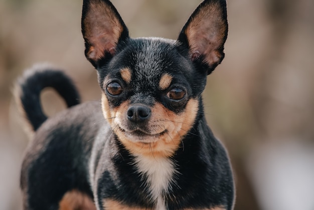 Grappige zwarte chihuahua. Zwarte Chihuahua met bruin.