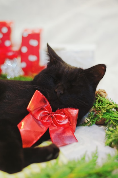 Grappige zwarte kat ligt in bed. achtergrond van kerstversiering. groene dennentakken en speelgoed.