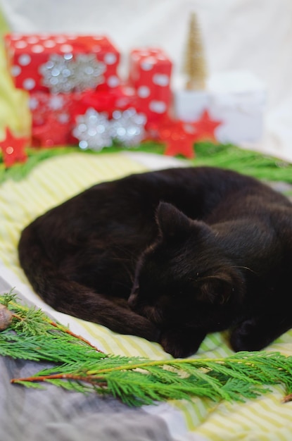 Grappige zwarte kat ligt in bed. achtergrond van kerstversiering. groene dennentakken en speelgoed.