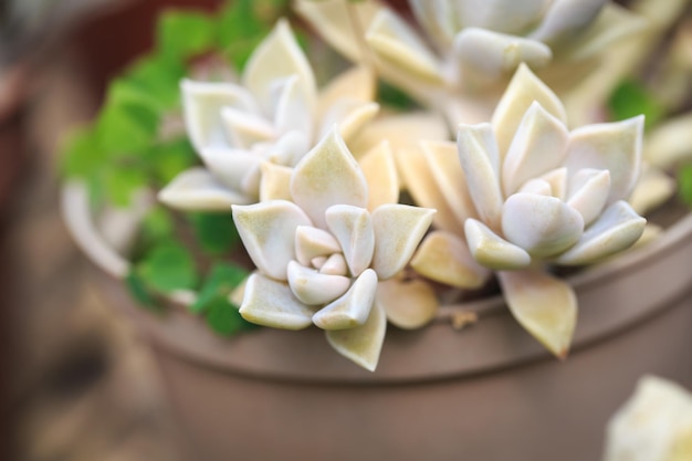 Graptopetalum paraguayense leaf texture Natural background Closeup to insert text