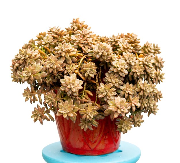 그라프토세덤 캘리포니아 선셋 아름다운 즙이 많은 식물이 빨간 냄비에 있습니다.