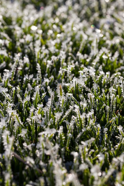 Gras bedekt met ijs en vorst in het winterseizoen gras bevriest met stukjes sneeuw en ijs op het veld in het winterseizoen