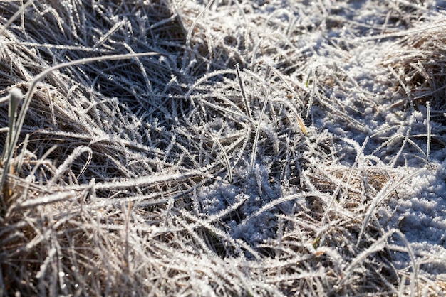 Gras bedekt met ijs en vorst in het winterseizoen gras bevriest met stukjes sneeuw en ijs op het veld in het winterseizoen
