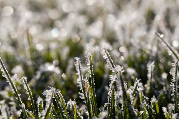 Gras bedekt met witte koude vorst in het winterseizoen