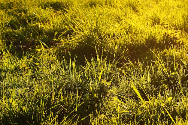 Foto gras bij zonsondergang close-up