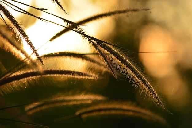 gras bloem met wazig licht achter