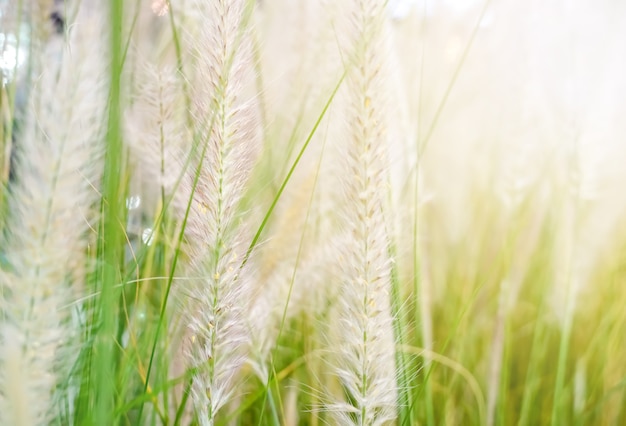 gras bloem soft focus gras bloem met sunligh